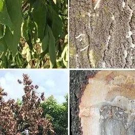 thumbnail for publication: Recommendations for Control and Mitigation of Laurel Wilt and Ambrosia Beetle Vectors in Commercial Avocado Groves in Florida